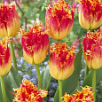 Тюльпан бахромчатый Реал Тайм