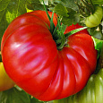 Томат Добрыня Никитич