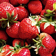 Земляника садовая Снежана Земляника садовая Снежана