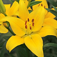Лилия Yellow County Лилия Yellow County