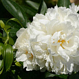 Пион травянистый Гардения Пион травянистый Гардения