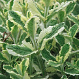 Мята душистая Variegata 