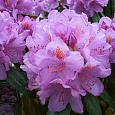 Рододендрон гибридный Алла Рододендрон гибридный Алла