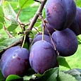 Слива домашняя Венгерка Корнеевская