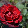 Роза чайно-гибридная Баркарола (Rose Barkarole) Роза чайно-гибридная Баркарола (Rose Barkarole)