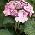 Гортензия крупнолистовая Камино Гортензия крупнолистовая Камино