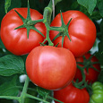 Томат Эффект