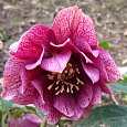 Морозник Восточный Double Ellen Red
