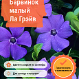 Барвинок малый Ла Грэйв Барвинок малый Ла Грэйв