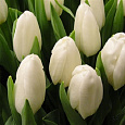 Тюльпан Триумф Вайт Хевен