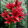 Лилия азиатская махровая Ред Твин Лилия азиатская махровая Ред Твин