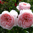 Роза Кустовая Wisley 2008 Роза Кустовая Wisley 2008