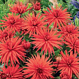 Георгина Кактусовая Сити ов Роттердам