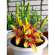 Лилия азиатская горшечная Тайни Сенсейшн