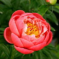 Пион травянистый Корал Чарм