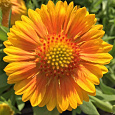 Гайлардия гибридная Аризона Эприкот