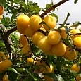 Алыча Злато Скифов