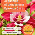 Аквилегия обыкновенная Кримсон Стар