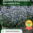 Душевик котовниковый Marvelette Blue