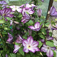 Клематис (Ломонос) гибридный Pernille