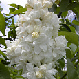 Сирень обыкновенная Мадам Лемуан
