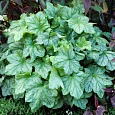 Гейхера Гибридная Mint Frost Гейхера Гибридная Mint Frost