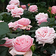 Роза чайно-гибридная Афродита (Rose Aphrodite) Роза чайно-гибридная Афродита (Rose Aphrodite)