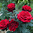 Роза чайно-гибридная Баркарола (Rose Barkarole) Роза чайно-гибридная Баркарола (Rose Barkarole)