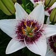 Лилия азиатская Танго Уайт Пиксельс