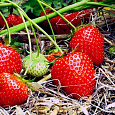 Земляника садовая Камрад-Победитель Земляника садовая Камрад-Победитель