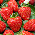 Земляника садовая Флер Земляника садовая Флер
