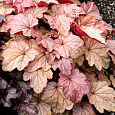 Гейхера гибридная Виена Гейхера гибридная Виена