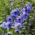Дельфиниум высокий Дельфис Старлайт
