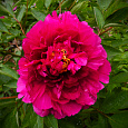 Пион древовидный Black Dragon Holds a Splendid Flower Пион древовидный Black Dragon Holds a Splendid Flower