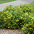 Лапчатка кустарниковая Yellow Bird