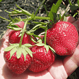 Земляника садовая Хоней Земляника садовая Хоней
