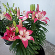 Лилия азиатская горшечная Перфект Джой