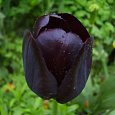 Тюльпан Триумф Queen of Night