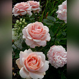Роза чайно-гибридная Афродита (Rose Aphrodite) Роза чайно-гибридная Афродита (Rose Aphrodite)