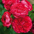 Роза Кустовая Red Leonardo de Vinci Роза Кустовая Red Leonardo de Vinci