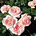 Роза чайно-гибридная Афродита (Rose Aphrodite) Роза чайно-гибридная Афродита (Rose Aphrodite)