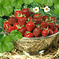 Земляника садовая Выставочная Земляника садовая Выставочная