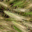Ячмень гривастый