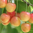 Черешня  Северная Черешня  Северная