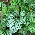 Гейхера Гибридная Mint Frost Гейхера Гибридная Mint Frost