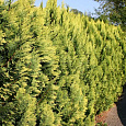 Кипарисовик Лавсона Alumigold