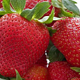 Земляника садовая Монтерей Земляника садовая Монтерей