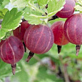 Крыжовник Раволт