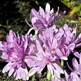 Колхикум  Waterlily Колхикум  Waterlily