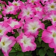 Петуния крупноцветковая Танго Розовая с белой горловиной